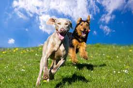 Transitioning Adult Dogs to Raw Food