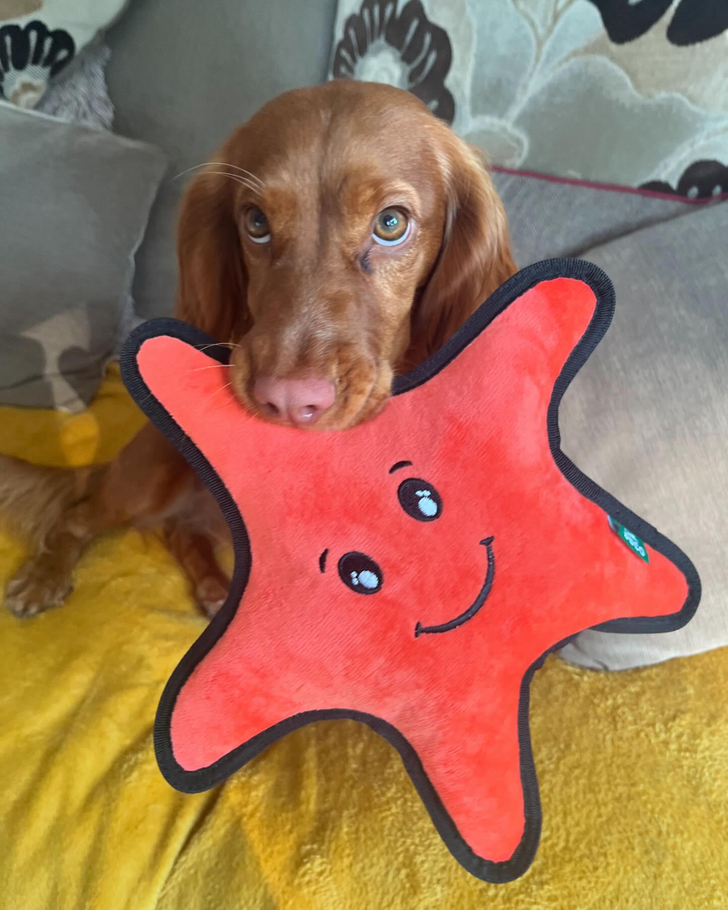 Beco Sidney The Starfish