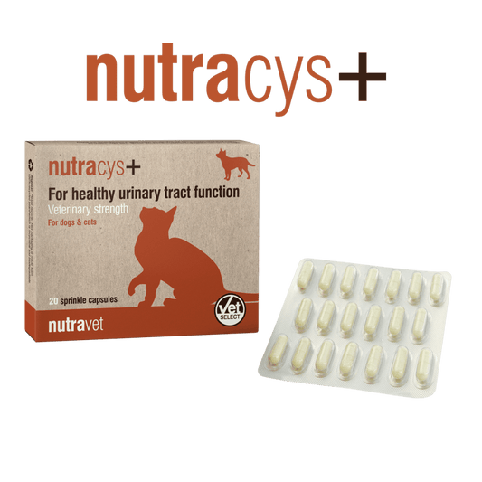 Nutracys+ 20 Capsules