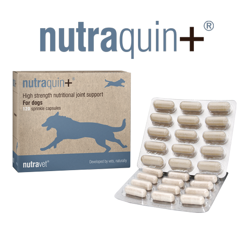 Nutraquin plus sale for dogs