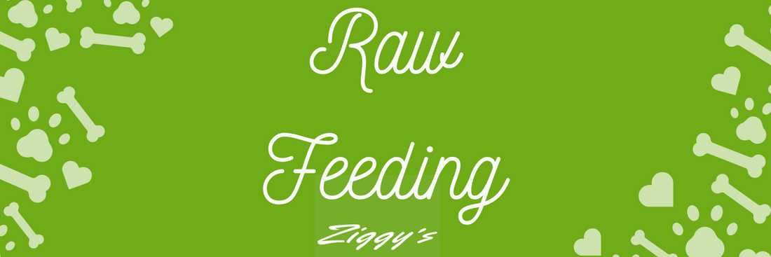 The Ziggys Guide to Transitioning Your Dog to a Raw Food Diet