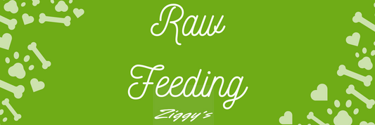 The Ziggys Guide to Transitioning Your Cat to a Raw Food Diet