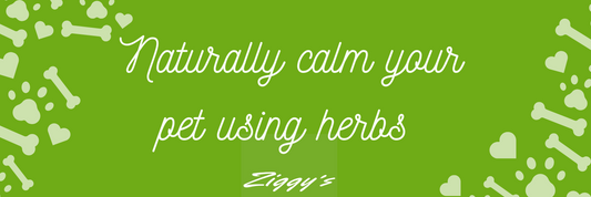 What herbs can be used to naturally calm your pet for fireworks and beyond!