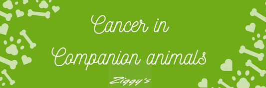Cancer in Companion Animals