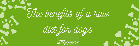 Benefits Of Feeding Your Dog A Raw Diet