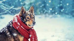 Hidden Dangers when having a Mooch with your Pooch - Winter Edition