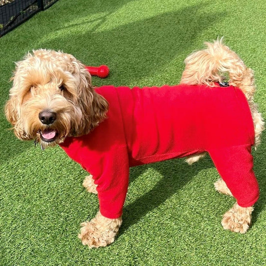 Pawsome Suit Red M